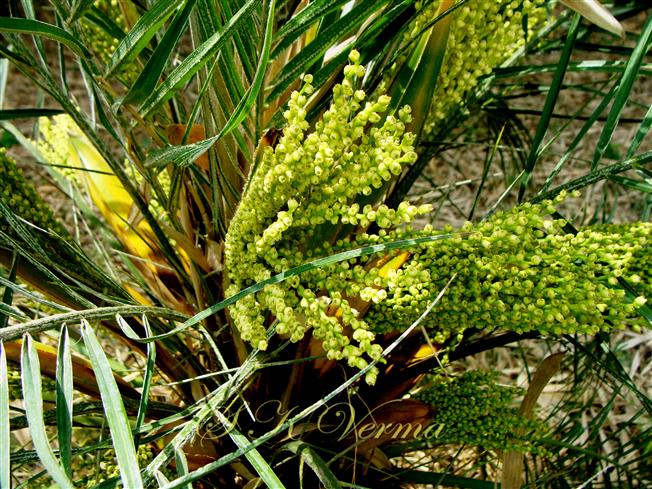  Female Inflorescence with flowers